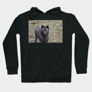 Black Wolf Hoodie